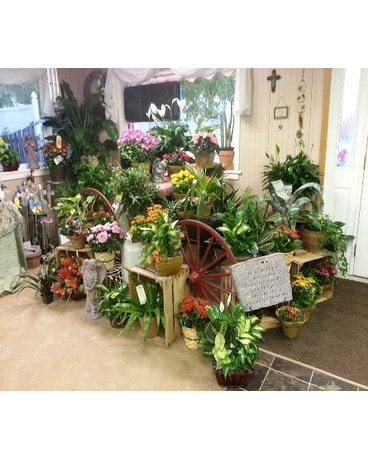 buggy plants